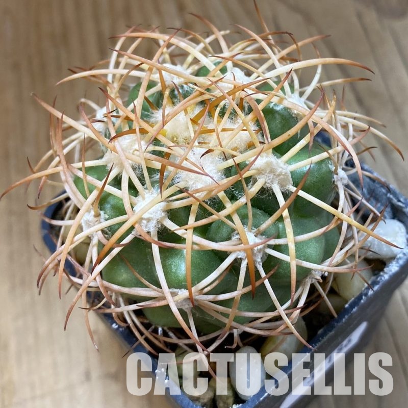 SH34186 Discocactus zehntneri ssp. mirohalfarii MH910, own roots