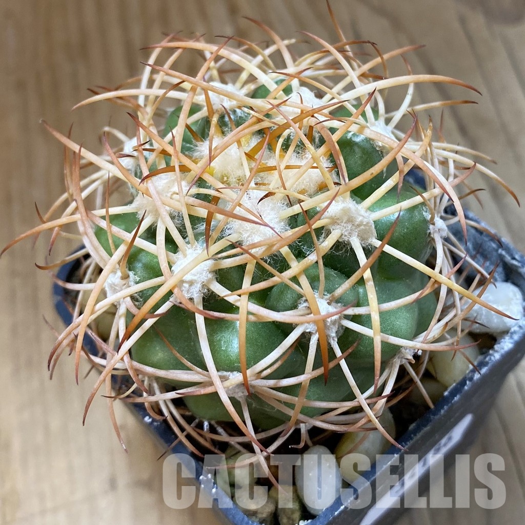 SH34186 Discocactus zehntneri ssp. mirohalfarii MH910, own roots