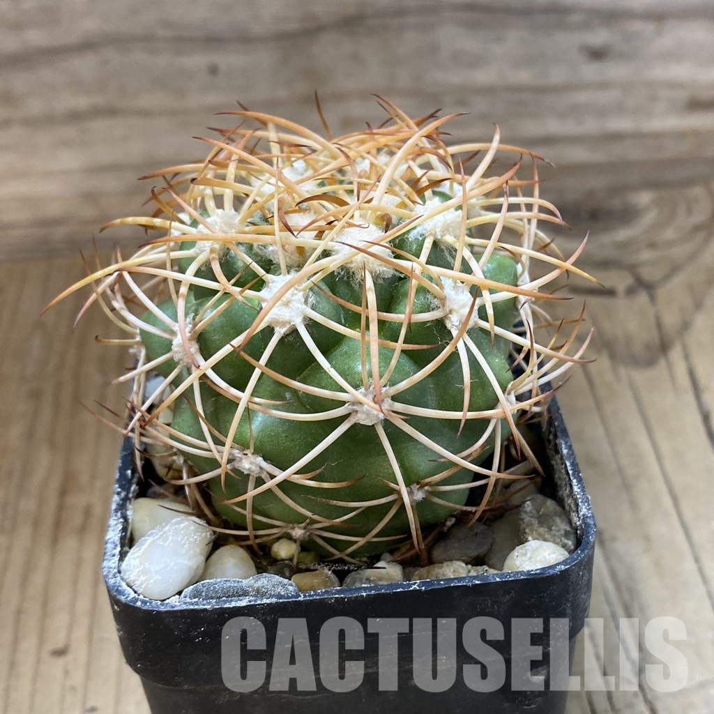SH34186 Discocactus zehntneri ssp. mirohalfarii MH910, own roots - Image 2