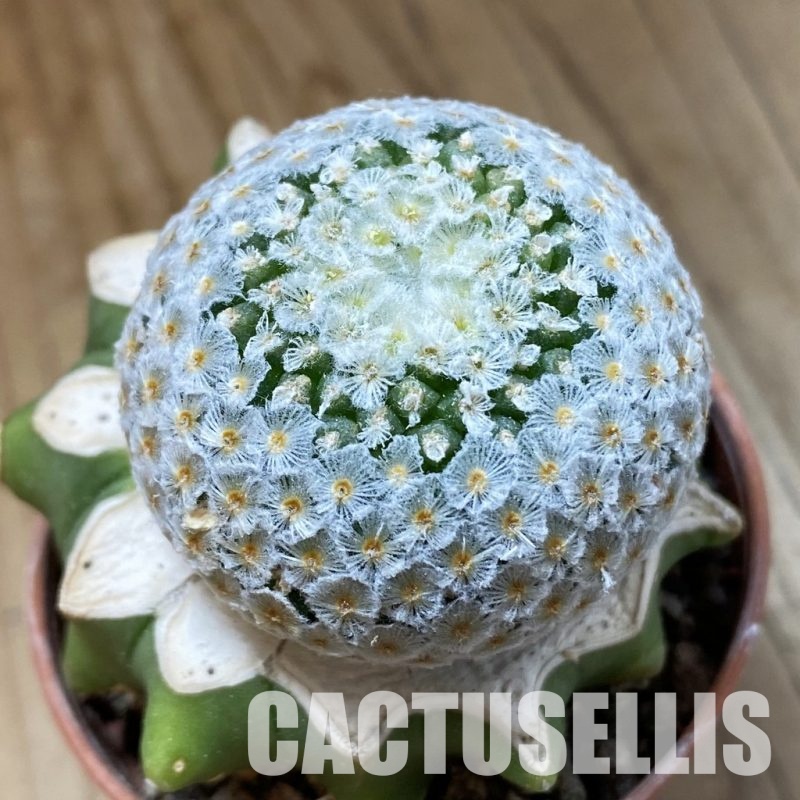 SH34187 Mammillaria breviplumosa GCG12500, grafted