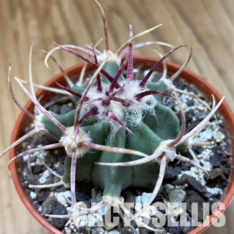 SH34188 Echinocactus parryi