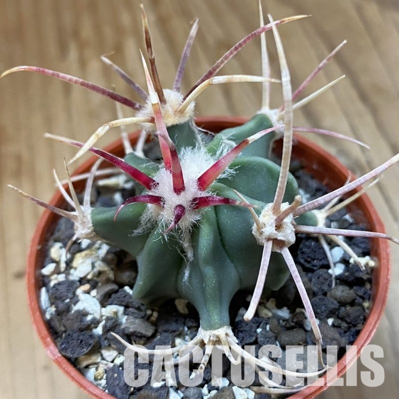 SH34189 Echinocactus parryi