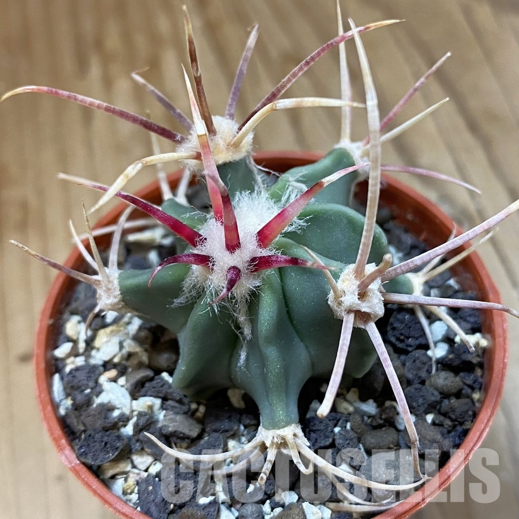 SH34189 Echinocactus parryi