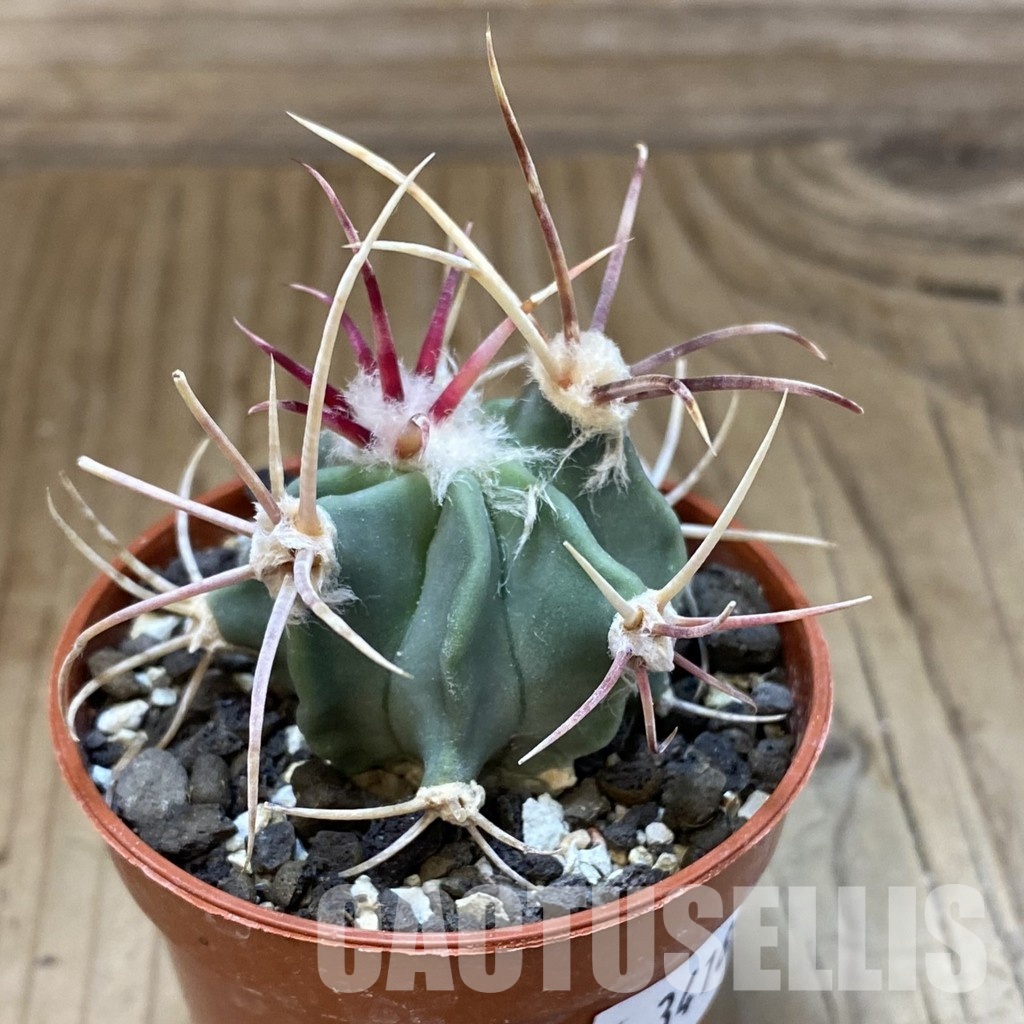 SH34189 Echinocactus parryi - Image 2
