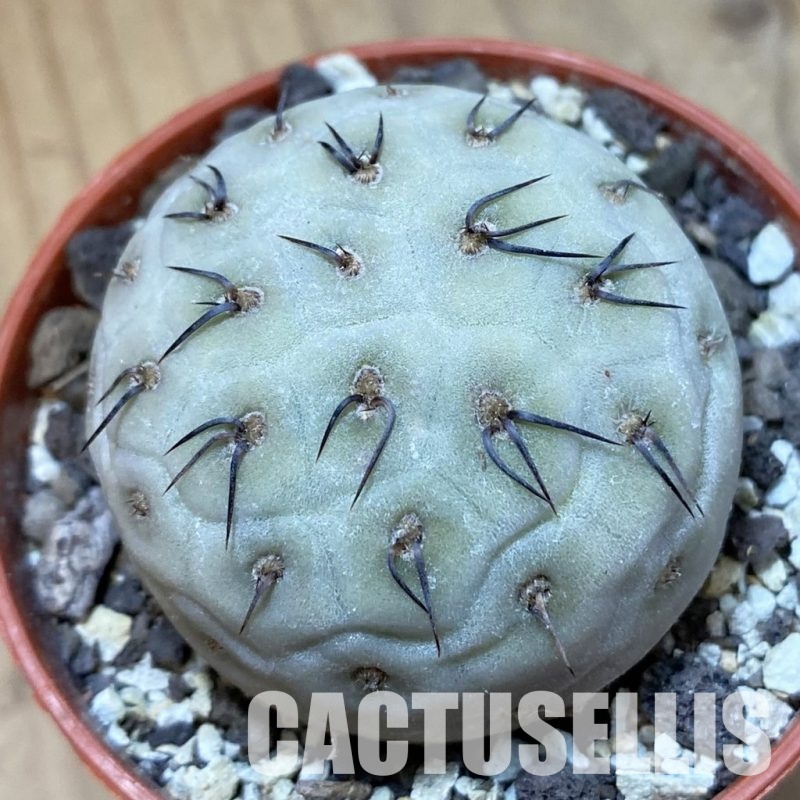 SH34122 Tephrocactus geometricus