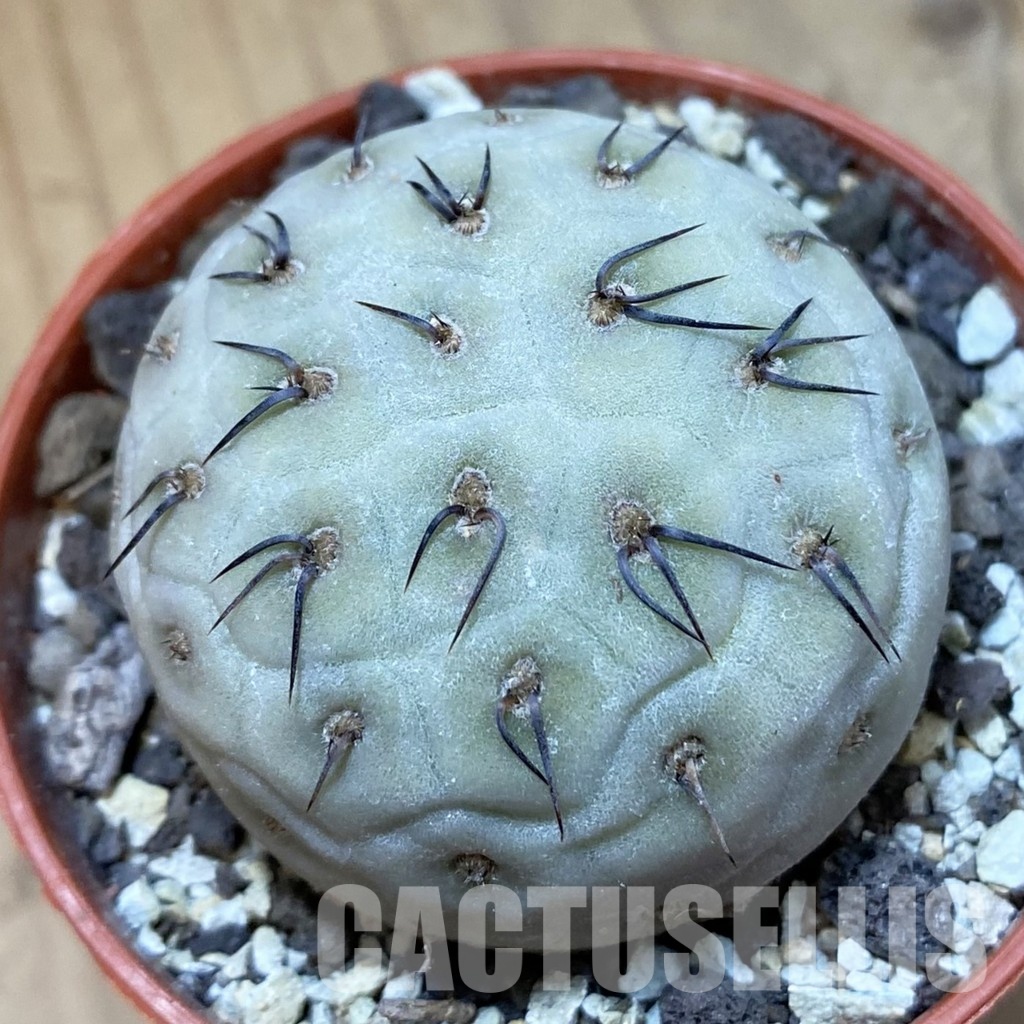 SH34122 Tephrocactus geometricus