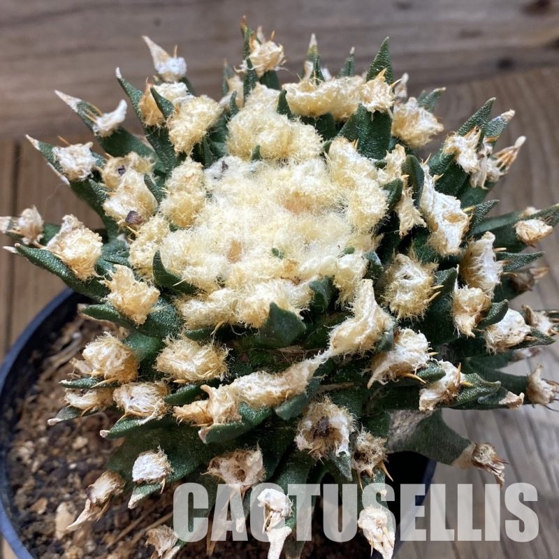 SH34193 Ariocarpus agavoides VM 804, grafted, 30 years old