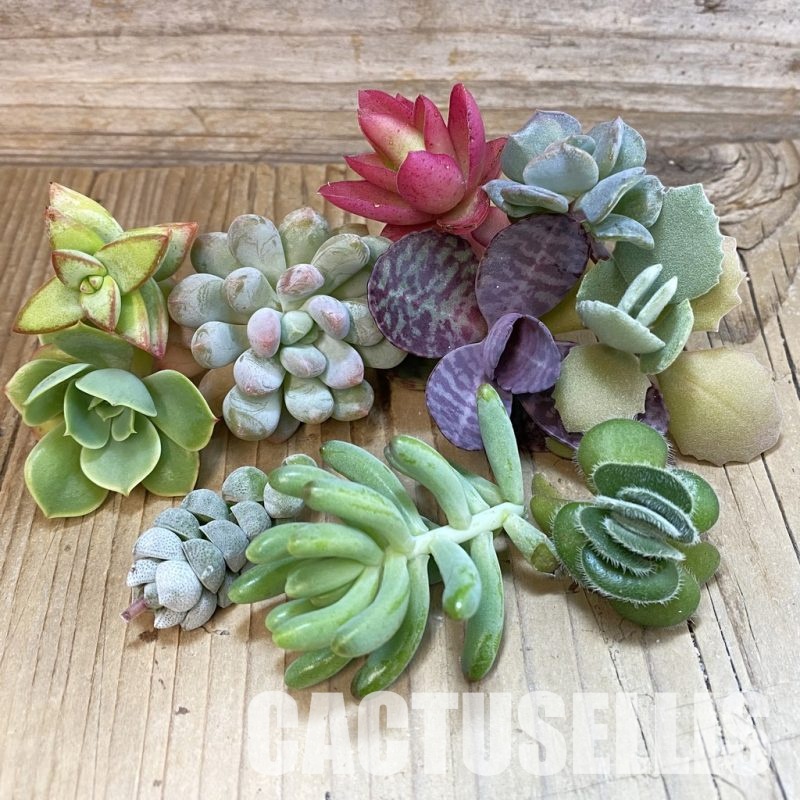 SH34194 Succulents mix, cuted