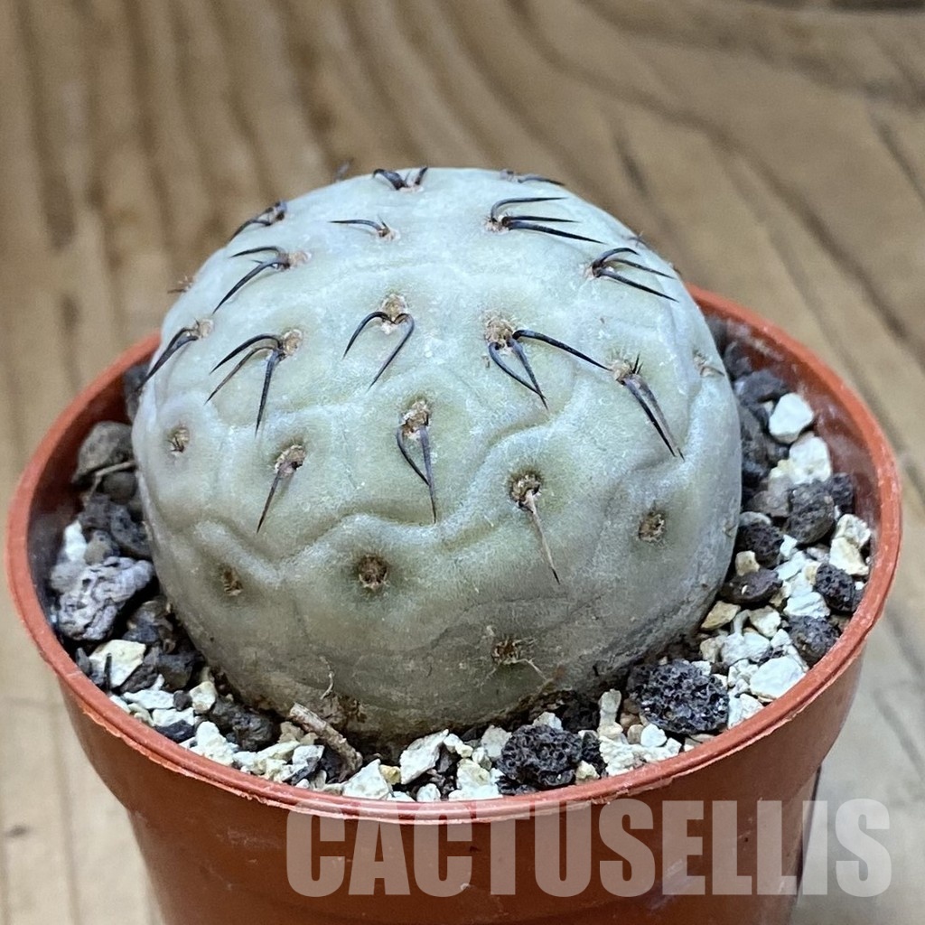 SH34122 Tephrocactus geometricus - Obrázek 2