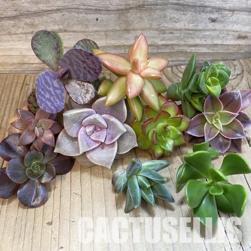 SH34195 Succulents mix, cuted
