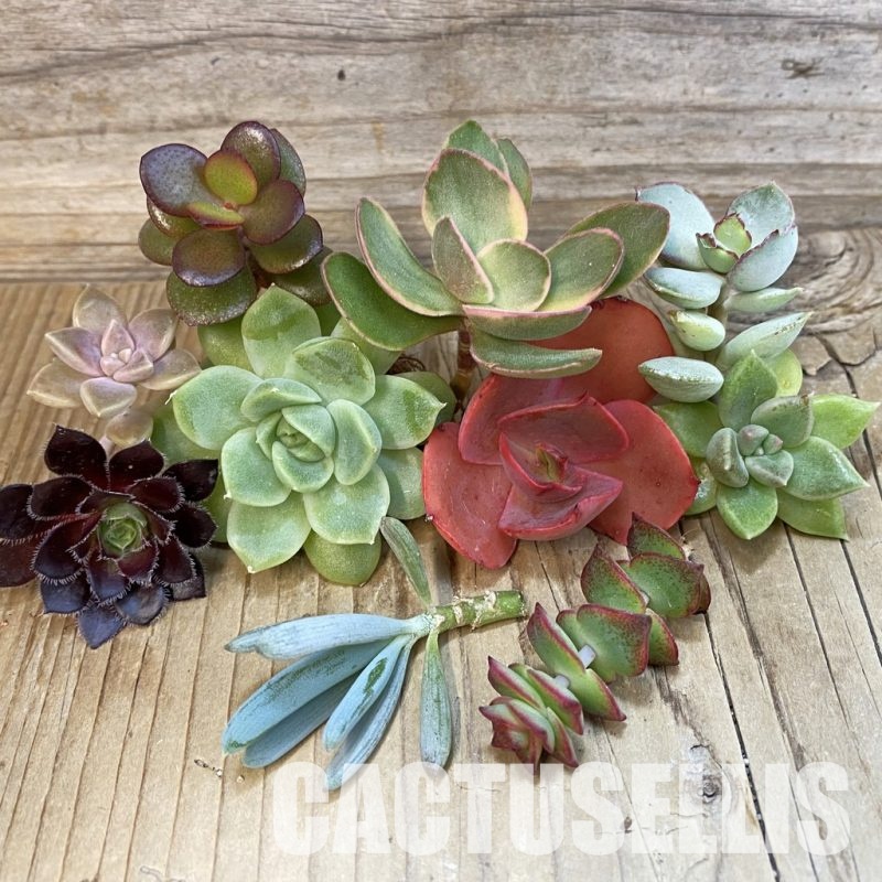 SH34196 Succulents mix, cuted