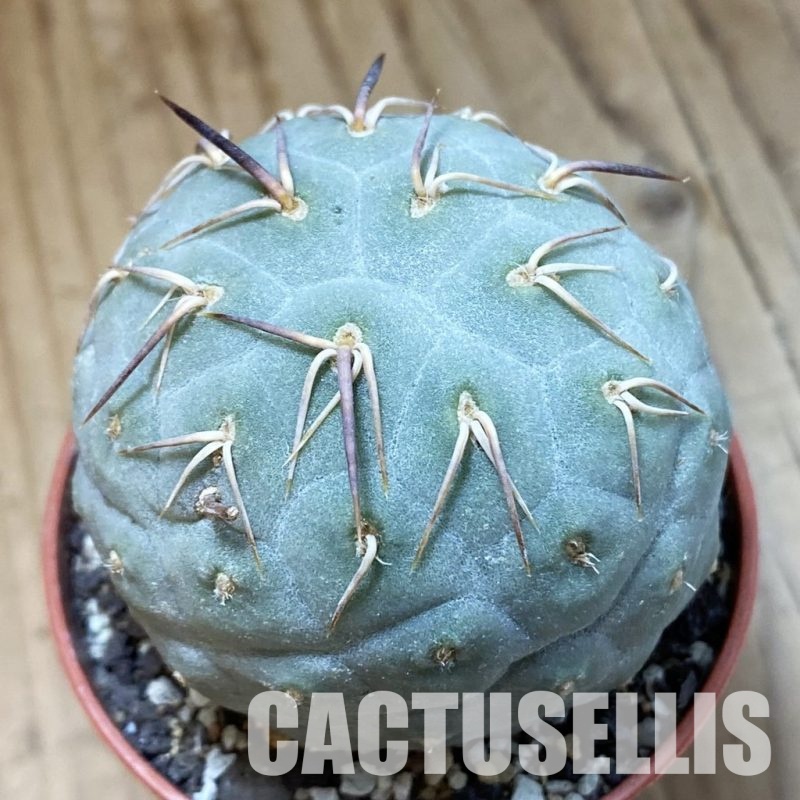 SH34125 Tephrocactus geometricus