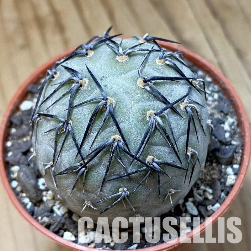 SH34126 Tephrocactus geometricus