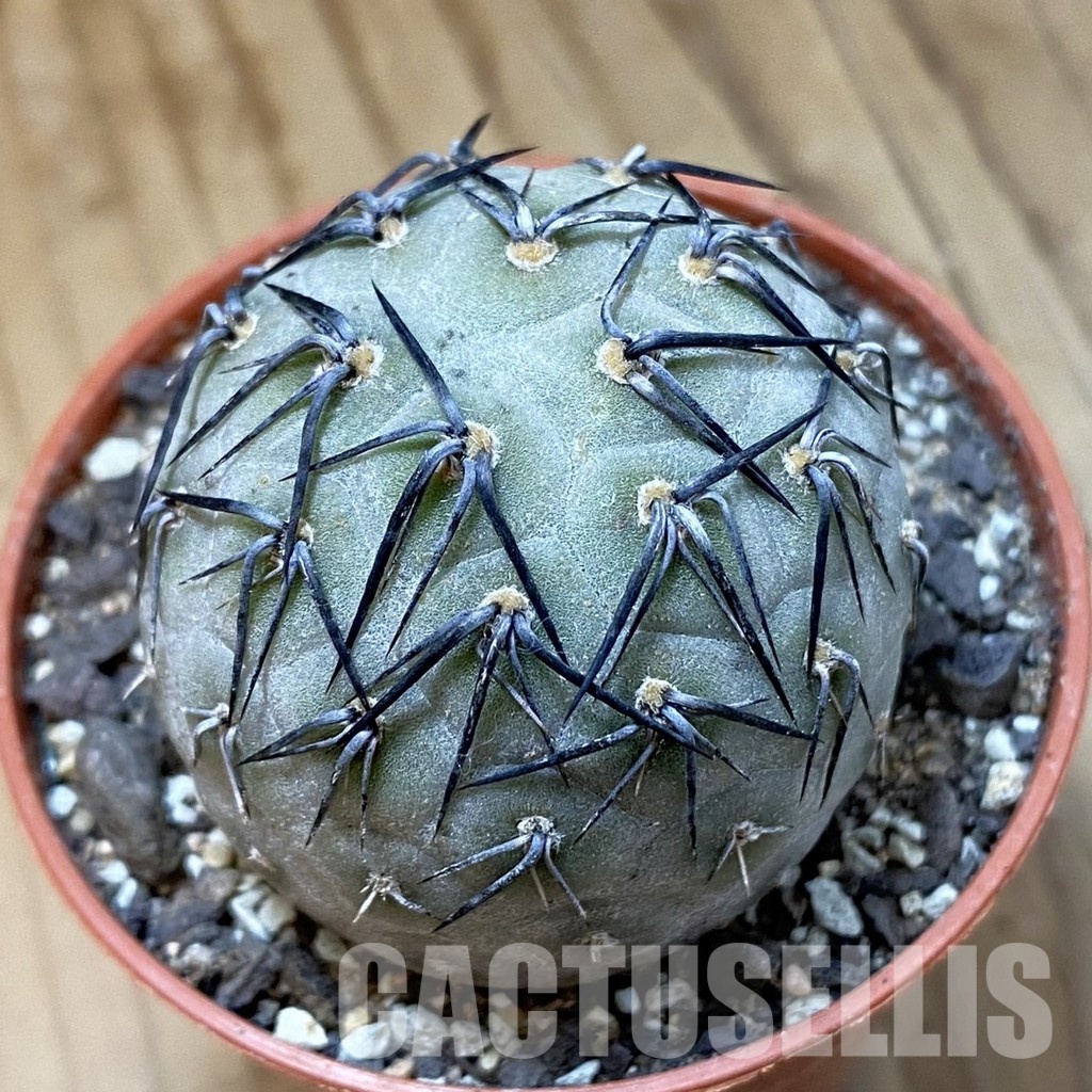 SH34126 Tephrocactus geometricus