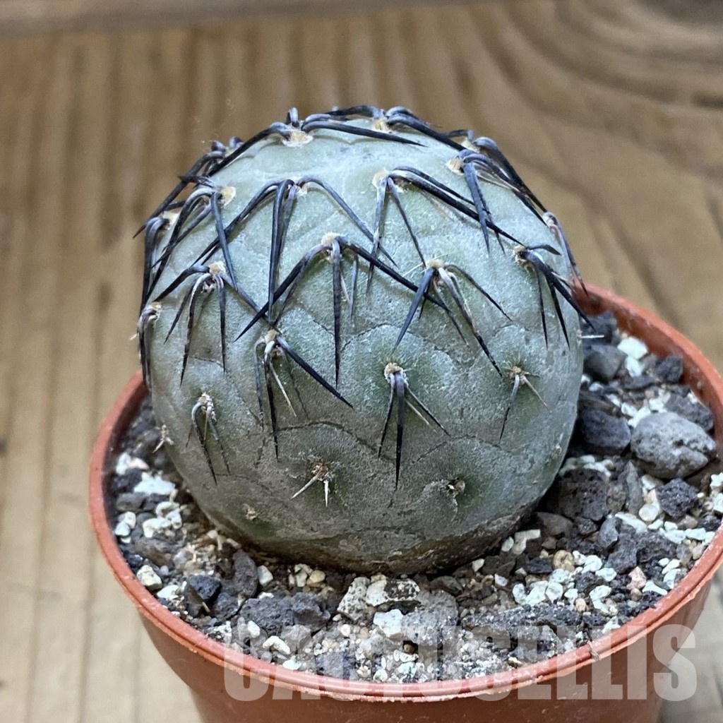 SH34126 Tephrocactus geometricus - Obrázek 2
