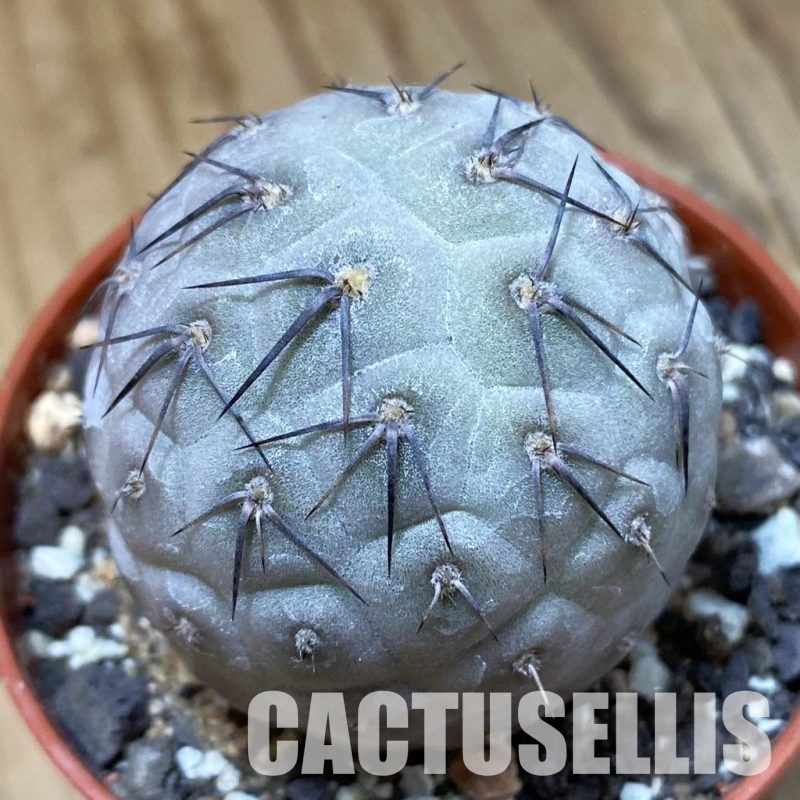 SH34127 Tephrocactus geometricus