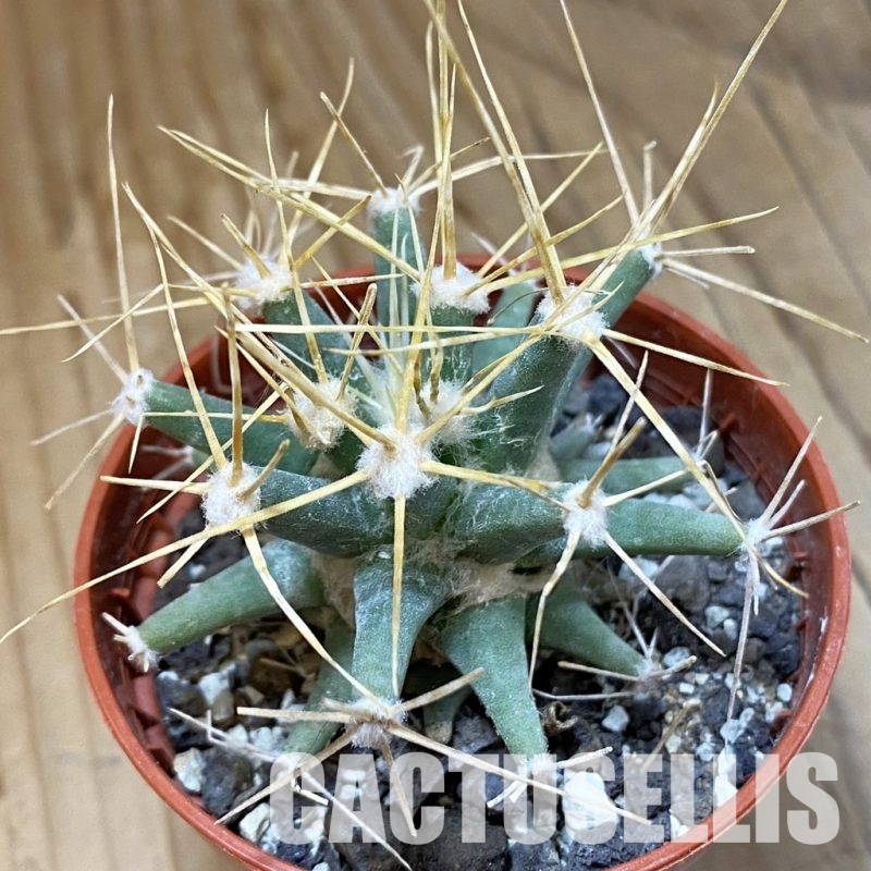 SH34130 Ferobergia seedling