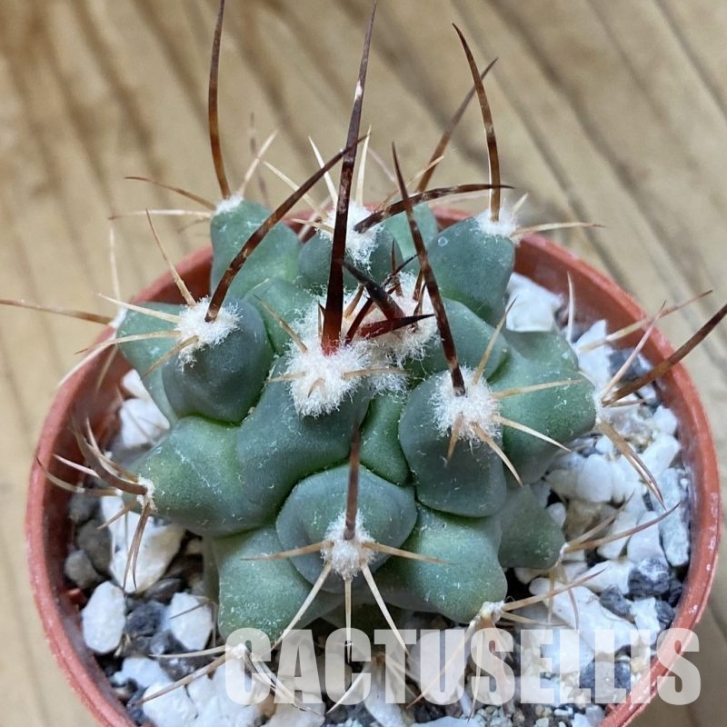 SH34131 Thelocactus rinconensis