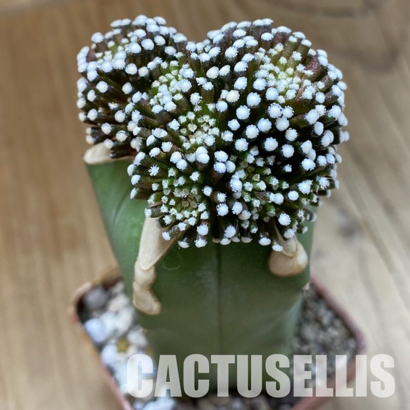 SH34135 Mammillaria luethyi, grafted