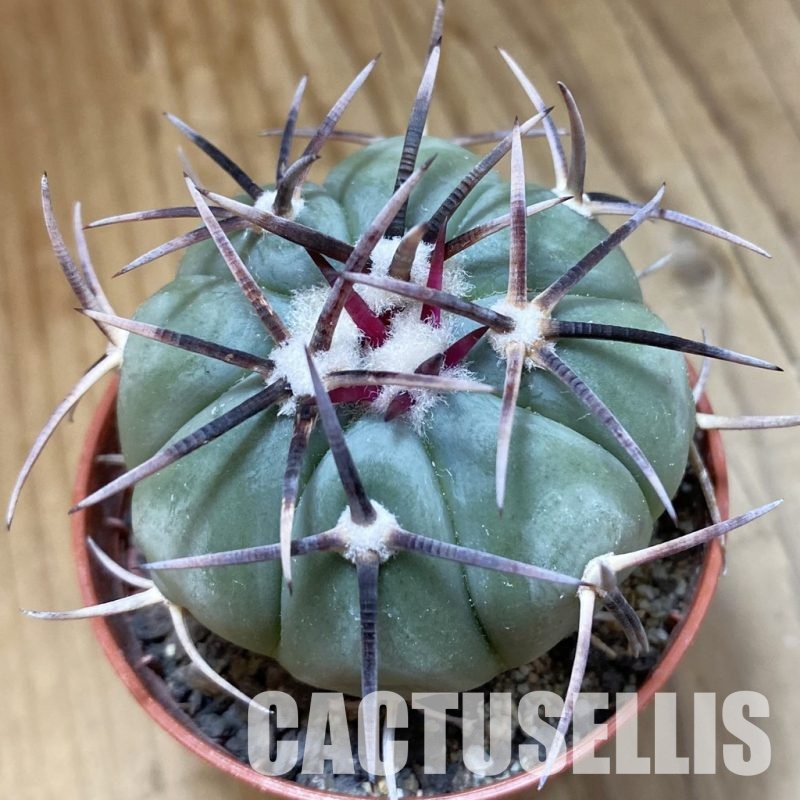 SH34136 Echinocactus horizonthalonius -La Appies-
