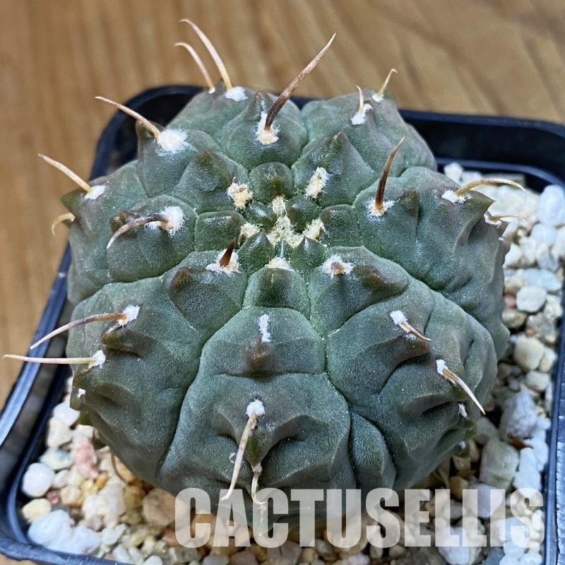 SH34117 Gymnocalycium vatteri f. monstrosa, 10 years old