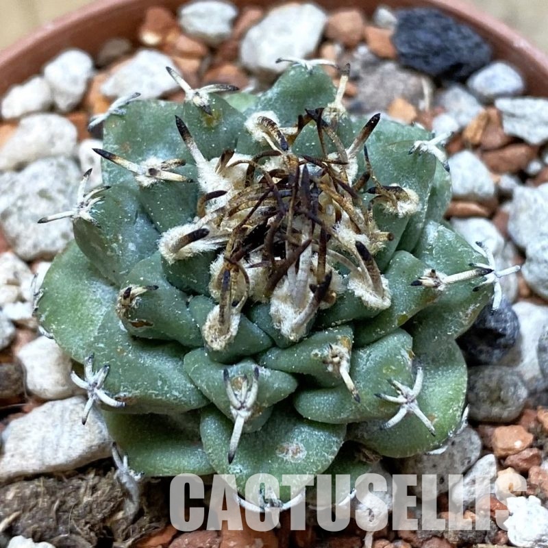 SH34142 Turbinicarpus alonsoi