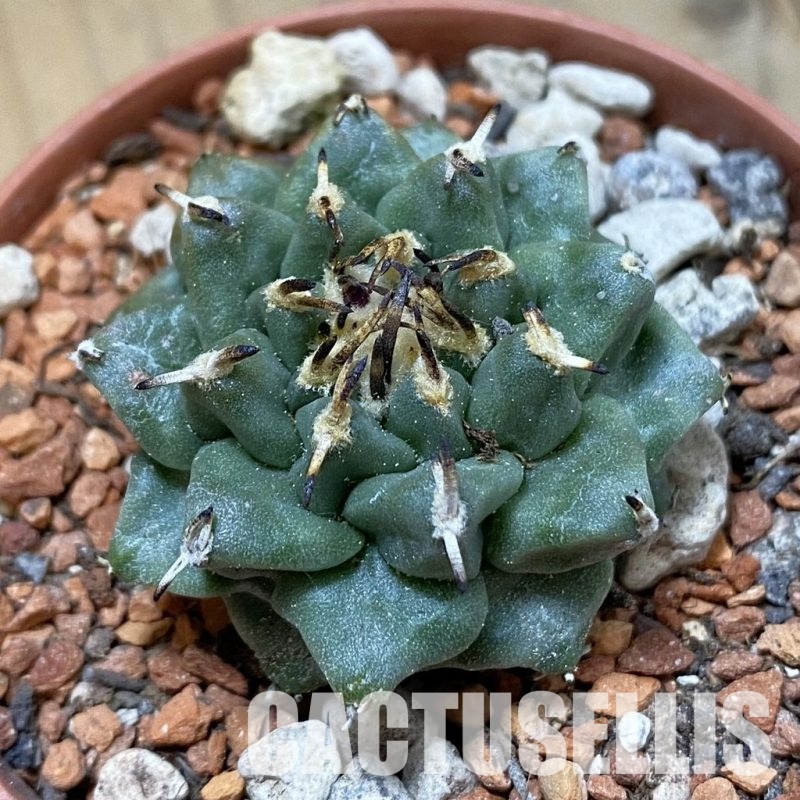 SH34143 Turbinicarpus alonsoi