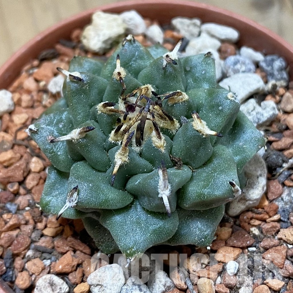 SH34143 Turbinicarpus alonsoi