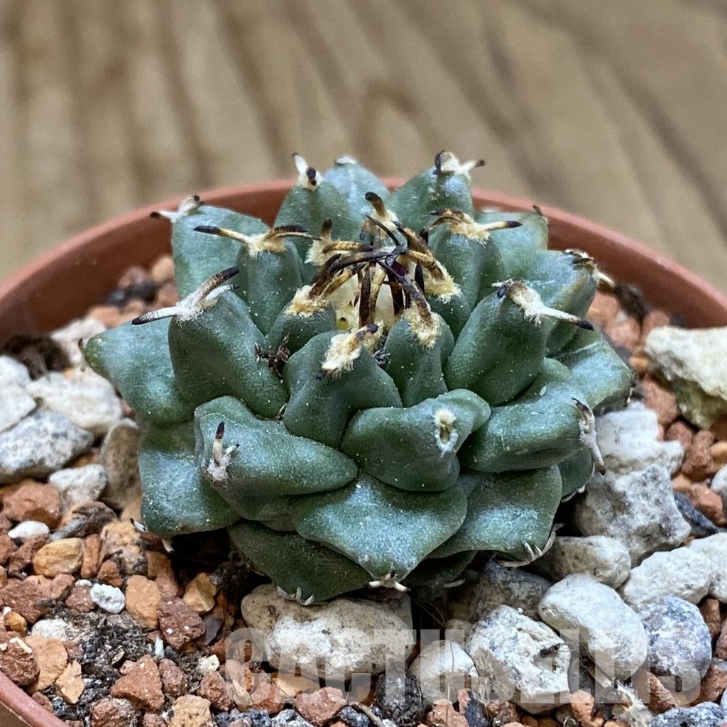 SH34143 Turbinicarpus alonsoi – Bild 2