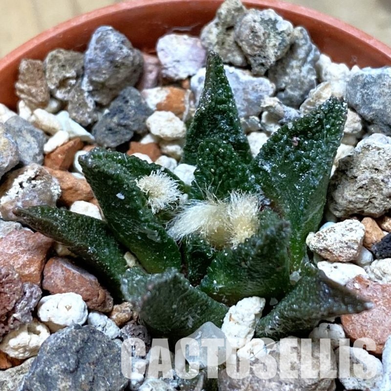 SH34144 Ariocarpus bravoanus -El Núñez-