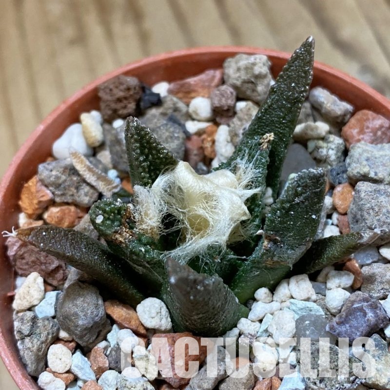 SH34145 Ariocarpus bravoanus -El Núñez-