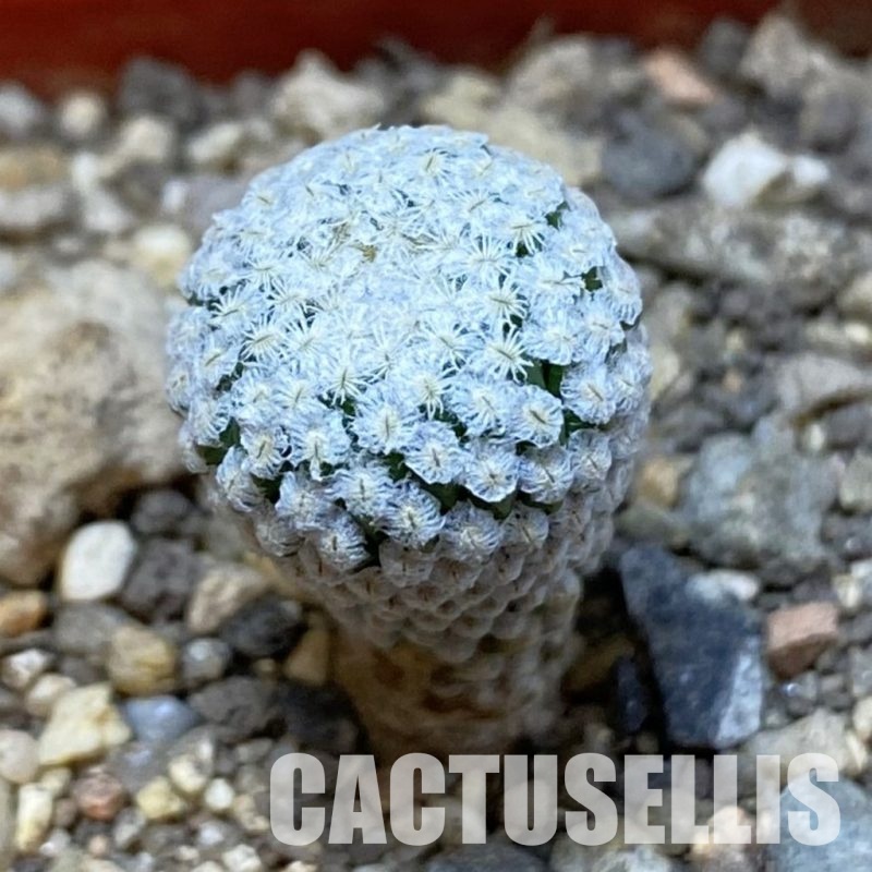 SH34146 Pelecyphora strobiliformis, 6 years old