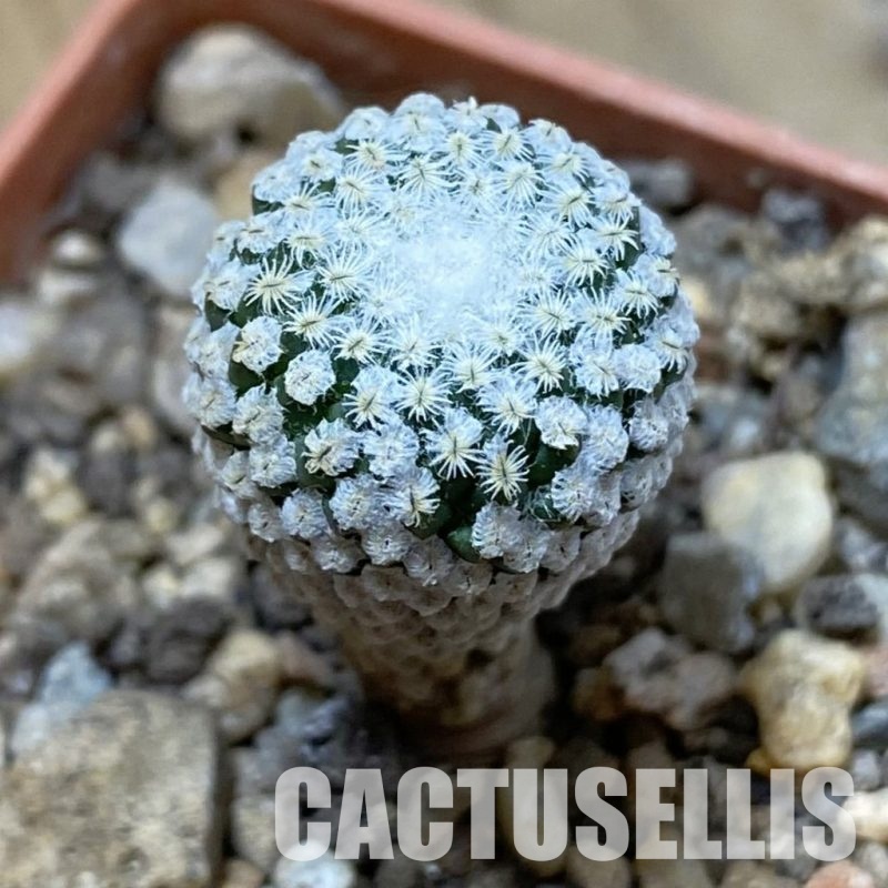 SH34147 Pelecyphora strobiliformis, 6 years old