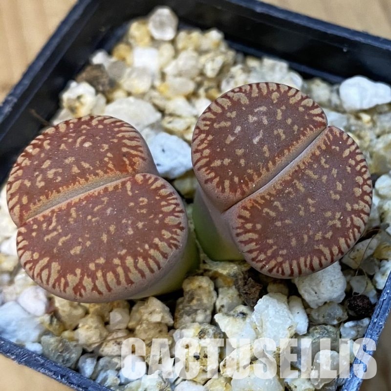 SH34236 Lithops aucampiae v. euniceae