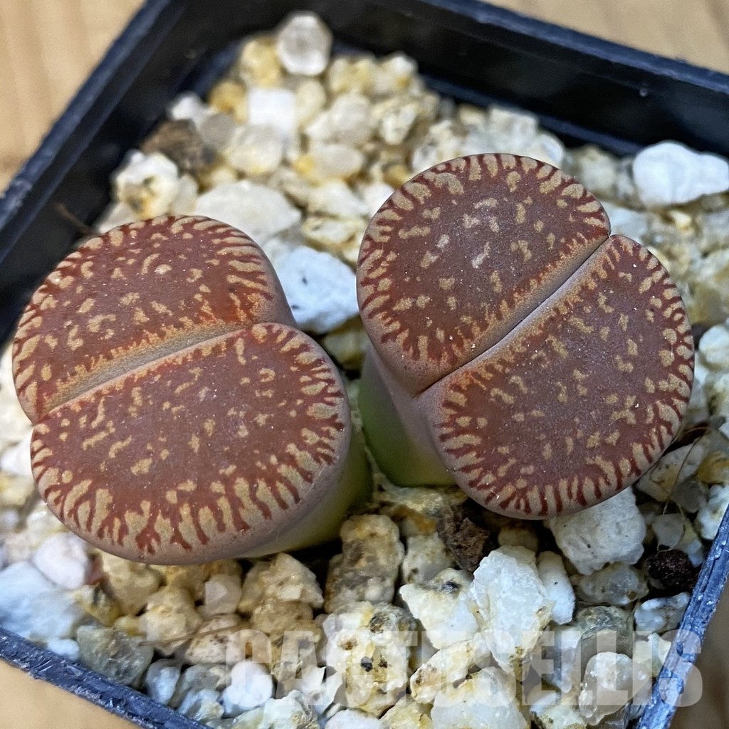 SH34236 Lithops aucampiae v. euniceae