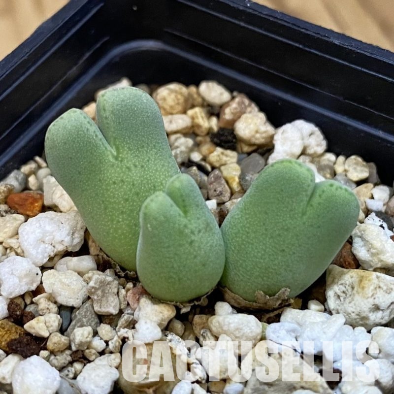 SH34237 Conophytum blandum BH 21967