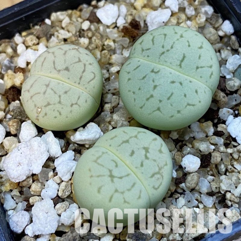 SH34238 Dinteranthus vanzylii 'Emerald'