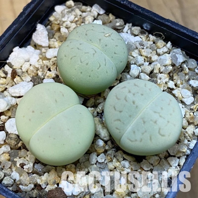 SH34239 Dinteranthus vanzylii 'Emerald'