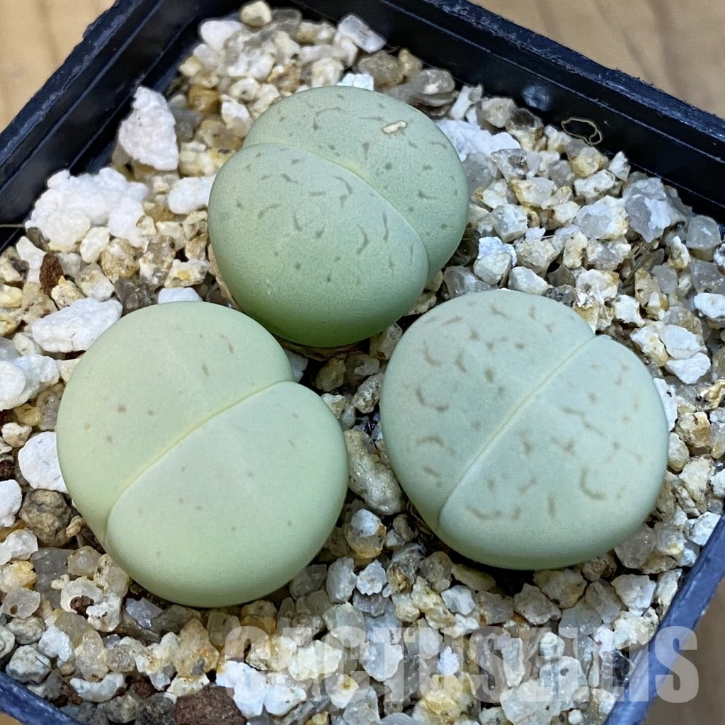 SH34239 Dinteranthus vanzylii 'Emerald'