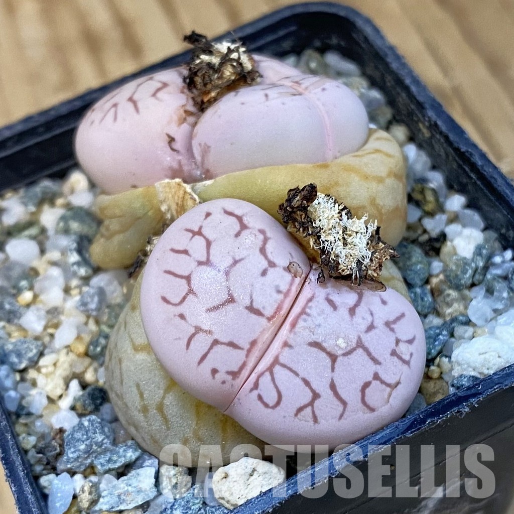 SH34240 Dinteranthus vanzylii - Image 2