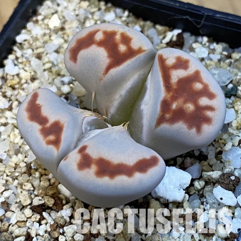 SH34241 Lithops karasmontana v. lateritia f. monstrosa