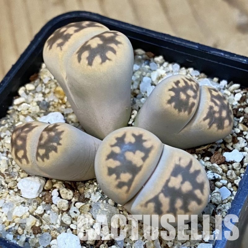 SH34242 Lithops karasmontana v. bella