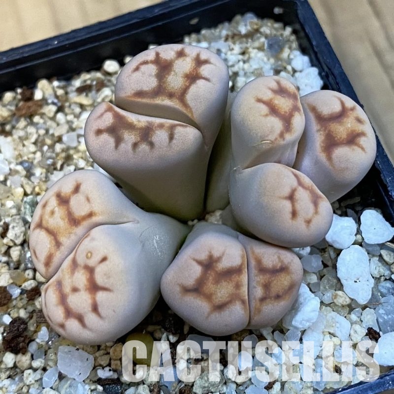 SH34243 Lithops karasmontana f. monstrosa