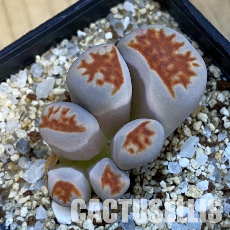 SH34244 Lithops karasmontana v. lateritia f. monstrosa