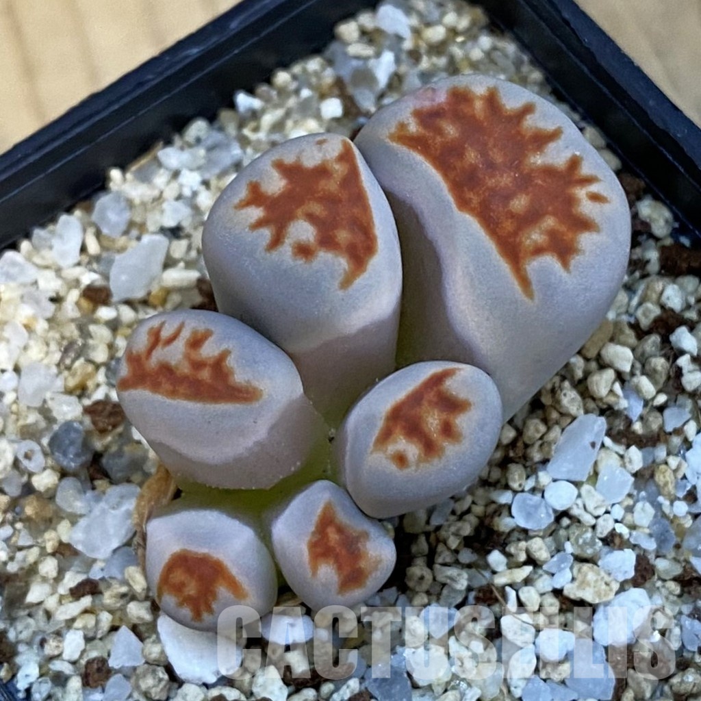 SH34244 Lithops karasmontana v. lateritia f. monstrosa