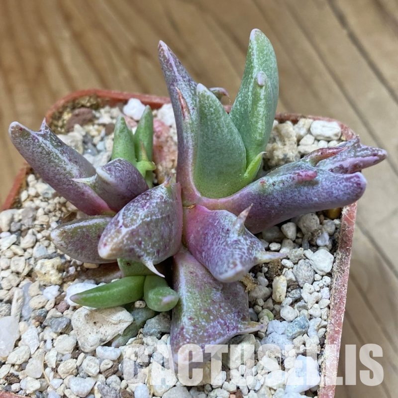 SH34200 Faucaria sp. f. monstrosa