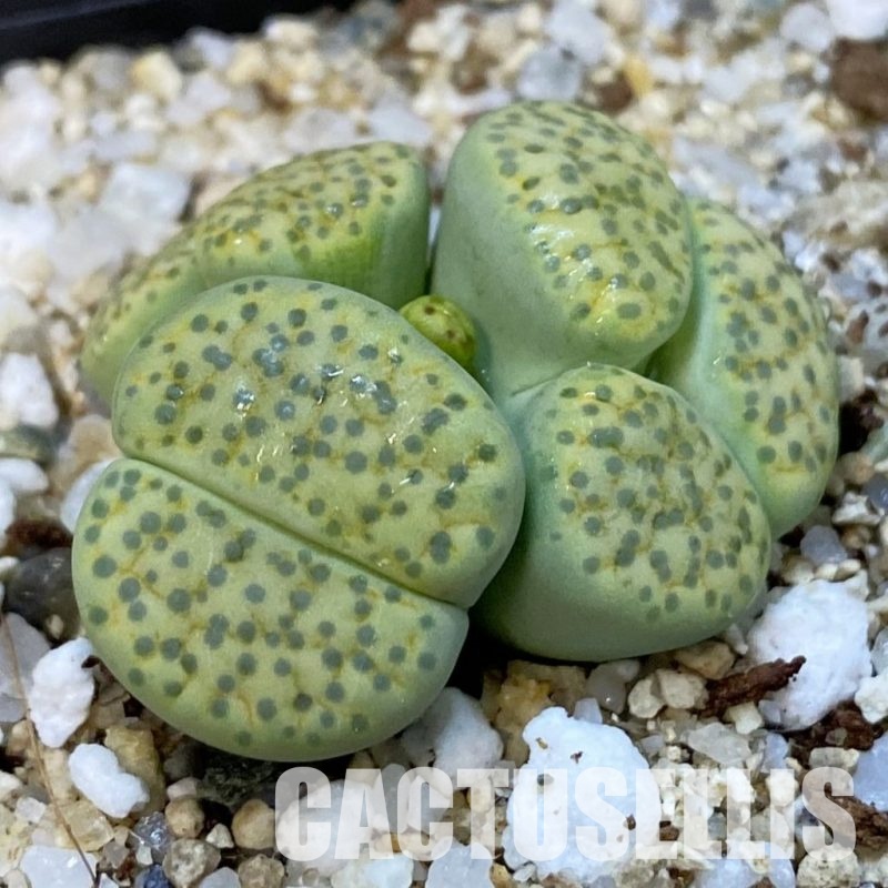 SH34245 Lithops fulviceps v. aurea f. monstrosa
