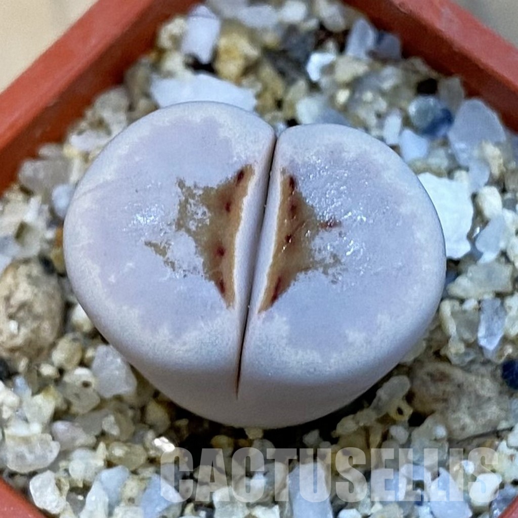 SH34246 Lithops julii 'Hot Lips'