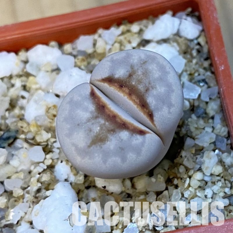 SH34247 Lithops julii 'Hot Lips'