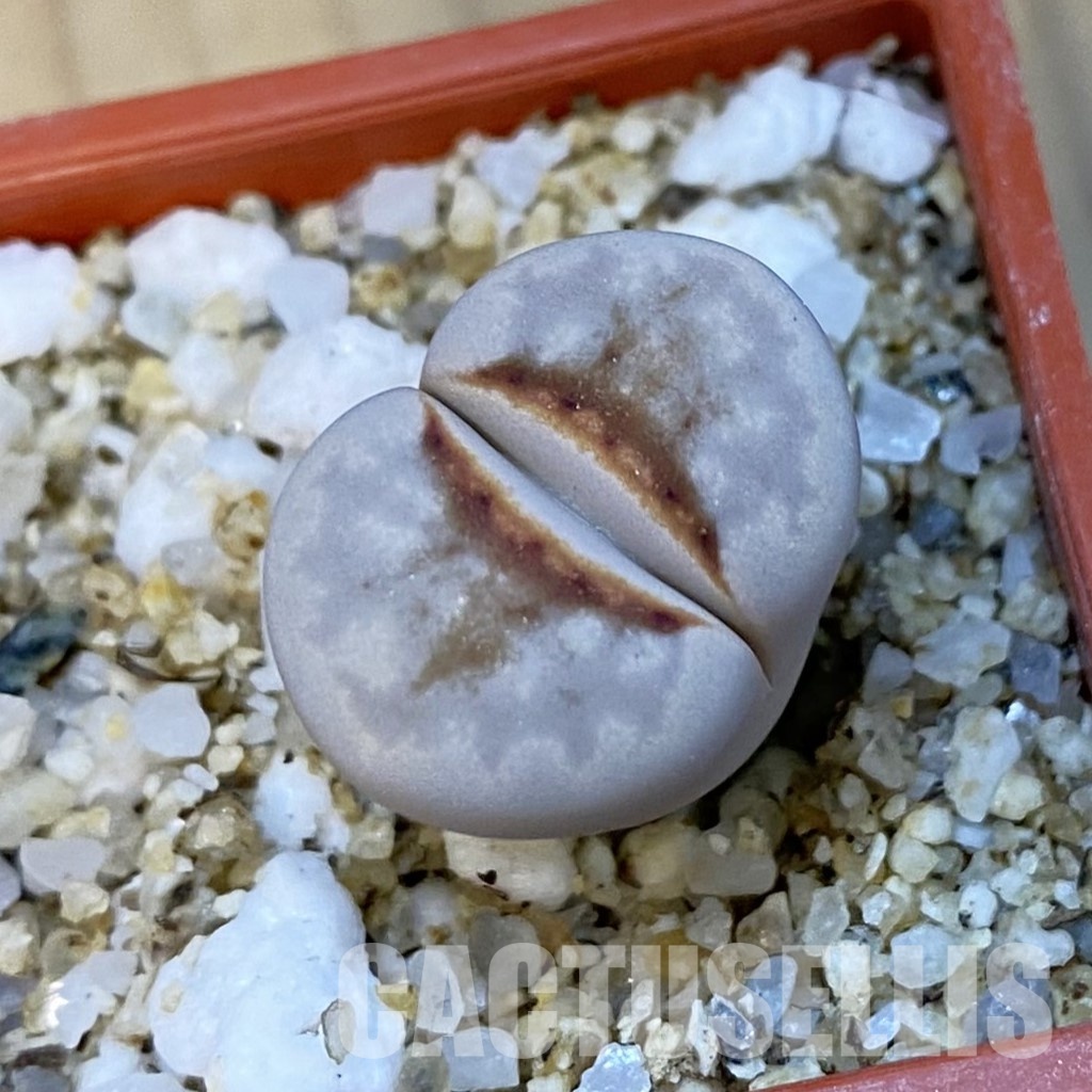 SH34247 Lithops julii 'Hot Lips'